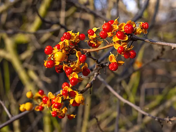 431089 - Bittersweet (Celastrus)