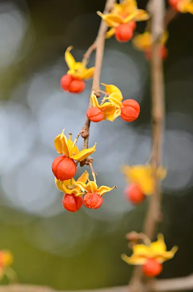 525254 - Bittersweet (Celastrus)