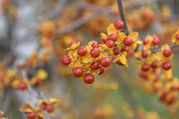 575047 - Bittersweet (Celastrus rosthornianus)