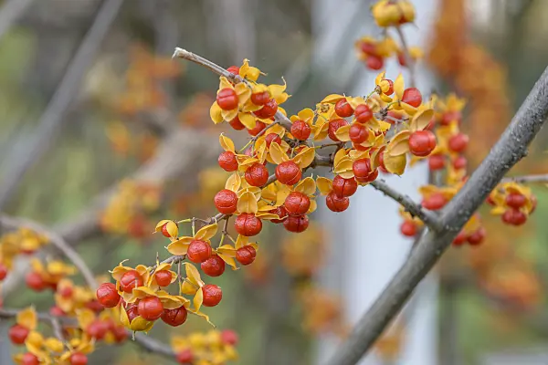 575050 - Bittersweet (Celastrus rosthornianus)