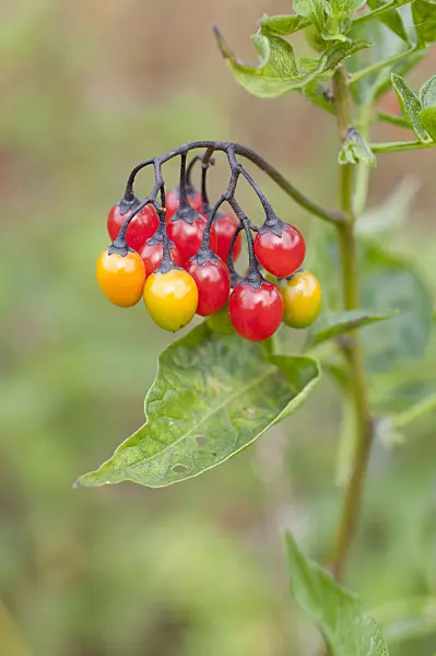 475012 - Bittersweet nightshade (Solanum dulcamara)