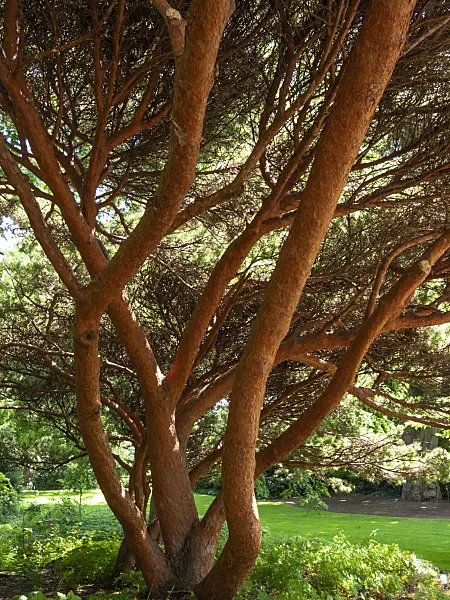415022 - Bizarre pine (Pinus) in a park