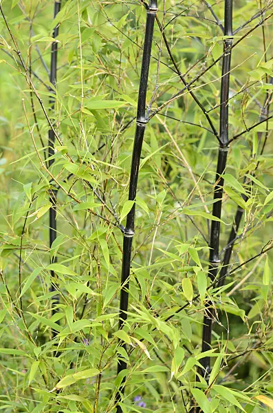 534417 - Black bamboo (Phyllostachys nigra)