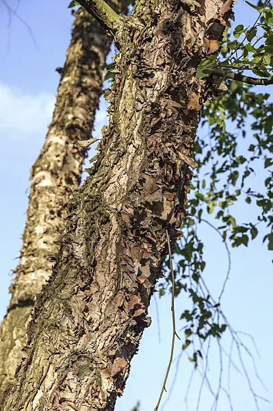 547084 - Black birch (Betula nigra)