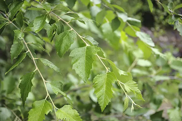 547086 - Black birch (Betula nigra)