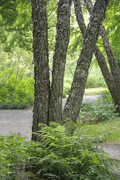 547087 - Black birch (Betula nigra)