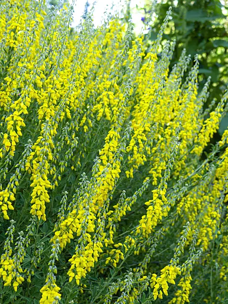426181 - Black broom (Cytisus nigricans)