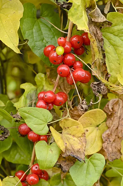 525165 - Black bryony (Dioscorea communis syn. Tamus communis)