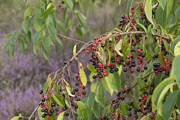 512006 - Black cherry (Prunus serotina)