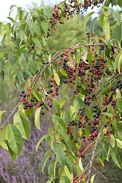 512007 - Black cherry (Prunus serotina)