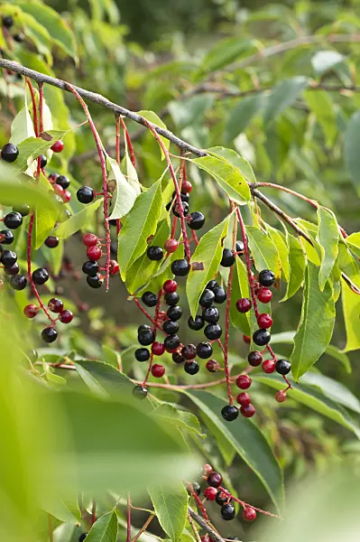 512008 - Black cherry (Prunus serotina)