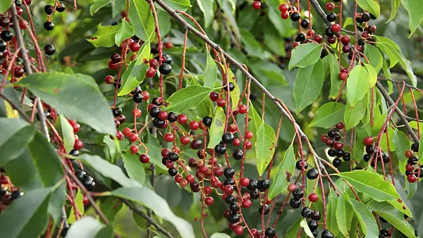 512012 - Black cherry (Prunus serotina)