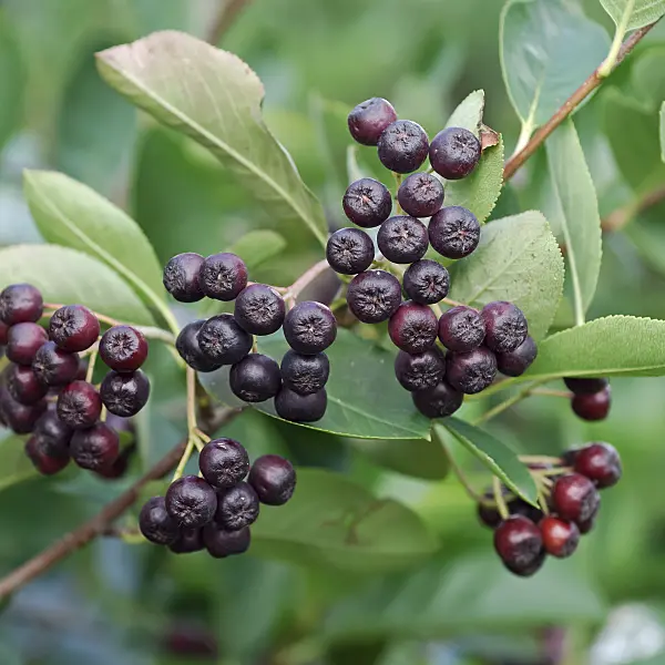 454005 - Black chokeberry (Aronia melanocarpa)