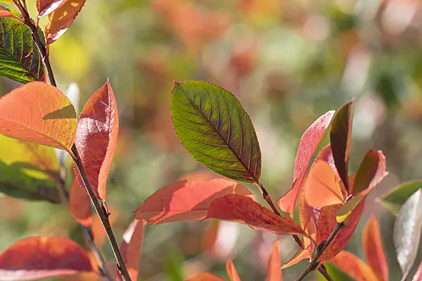 607005 - Black chokeberry (Aronia melanocarpa)
