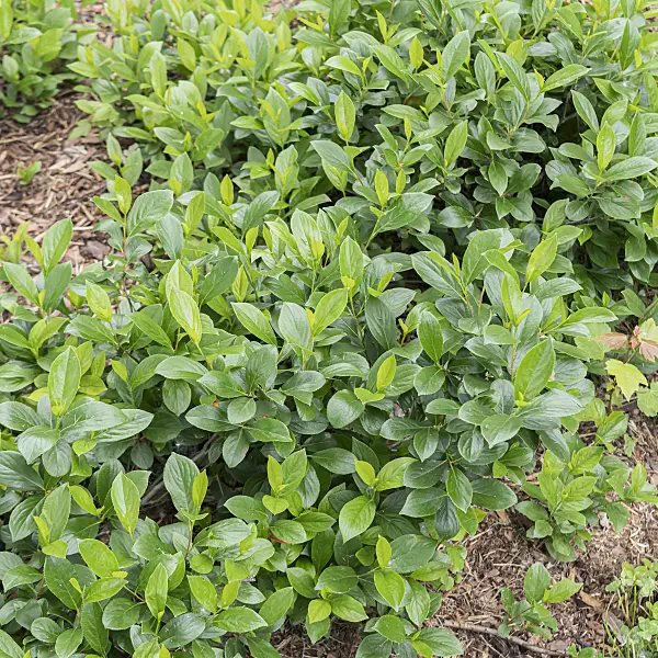 607006 - Black chokeberry (Aronia melanocarpa 'Low Scape Mound')