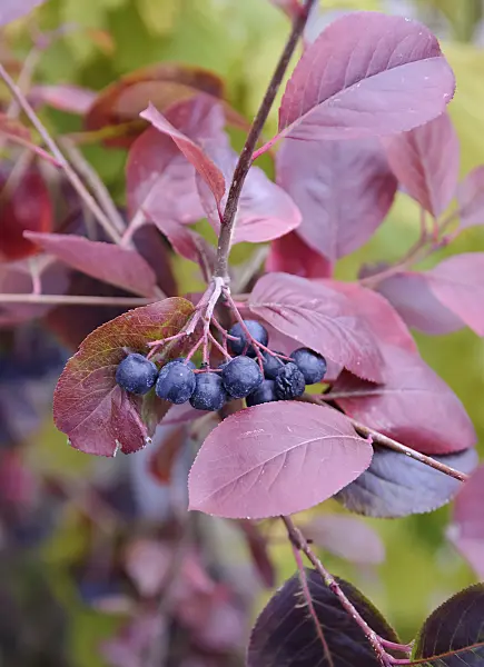 490027 - Black chokeberry (Aronia melanocarpa 'Viking')