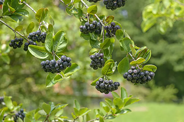 607007 - Black chokeberry (Aronia melanocarpa 'Viking')