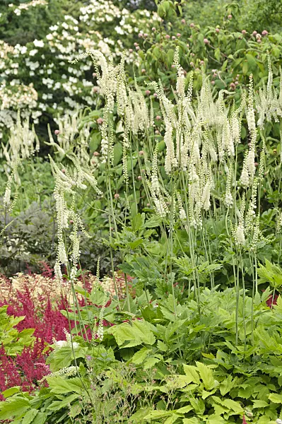 486045 - Black cohosh (Cimicifuga racemosa syn. Actaea racemosa)