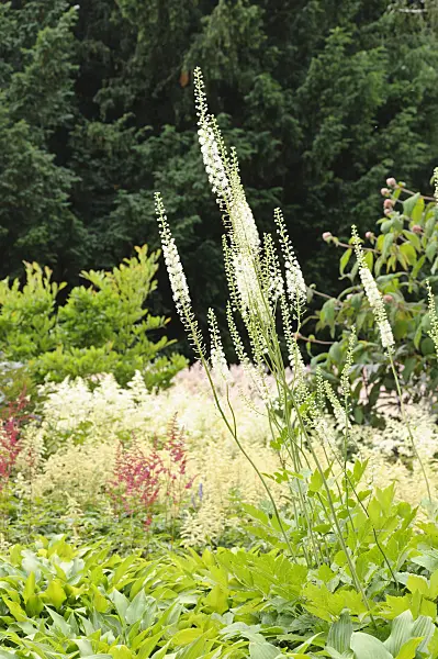 486051 - Black cohosh (Cimicifuga racemosa syn. Actaea racemosa)