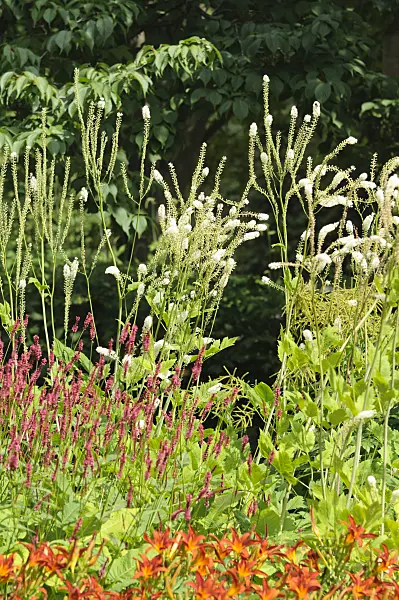 486187 - Black cohosh (Cimicifuga racemosa syn. Actaea racemosa)