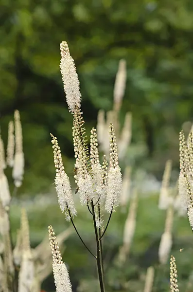 548093 - Black cohosh (Cimicifuga racemosa syn. Actaea racemosa)