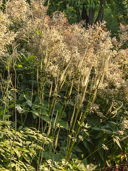 416035 - Black cohosh (Cimicifuga racemosa syn. Actaea racemosa) and alpine knotweed (Aconogonon alpinum syn. Polygonum alpinum)