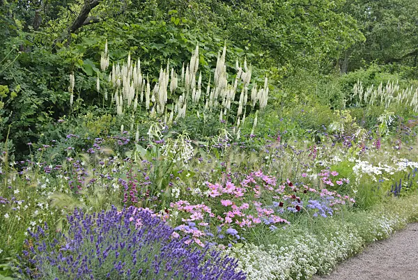 482016 - Black cohosh (Cimicifuga racemosa syn. Actaea racemosa), purpletop vervain (Verbena bonariensis), garden cosmos (Cosmos bipinnatus) and common lavender (Lavandula angustifolia)