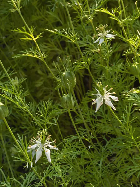 403073 - Black cumin (Nigella sativa)