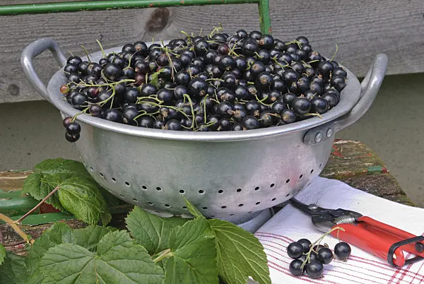 518049 - Black currant (Ribes nigrum)