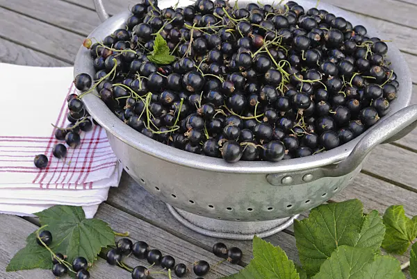 518050 - Black currant (Ribes nigrum)