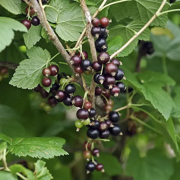 454075 - Black currant (Ribes nigrum 'Ojebyn')