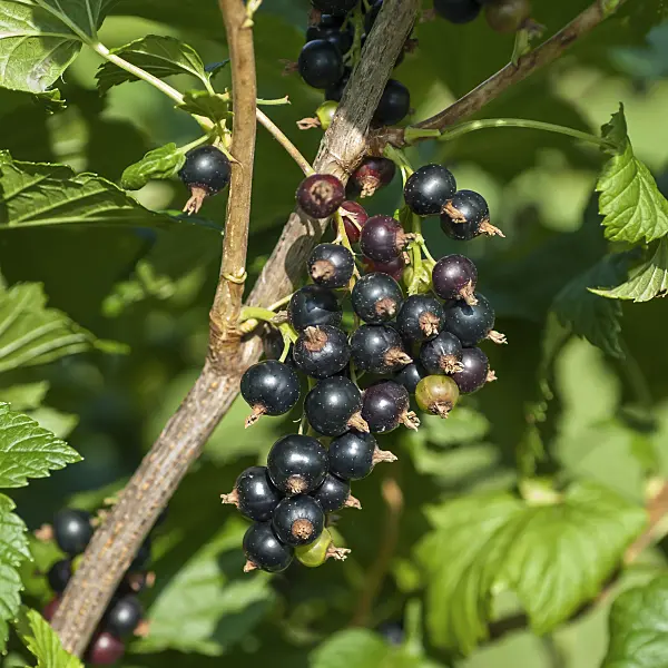 517372 - Black currant (Ribes nigrum 'Ometa')