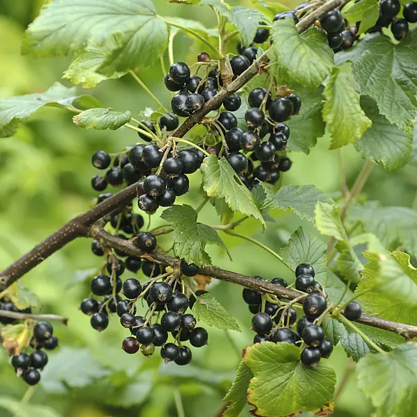 517373 - Black currant (Ribes nigrum 'Ometa')