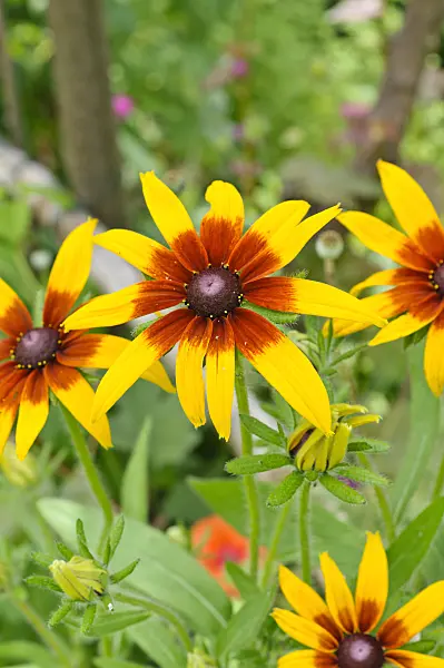 474138 - Black-eyed Susan (Rudbeckia hirta)