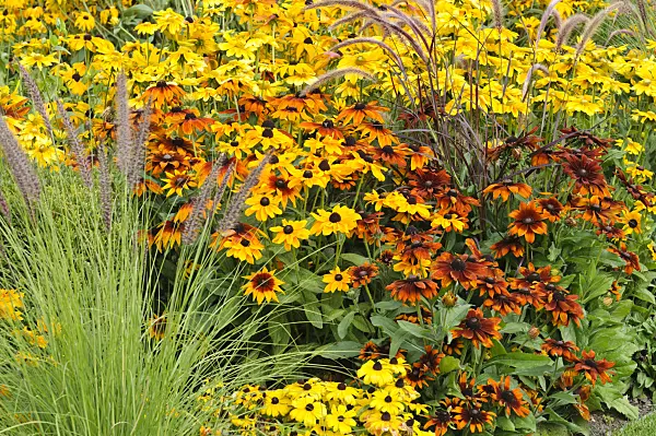 476109 - Black-eyed Susan (Rudbeckia hirta)
