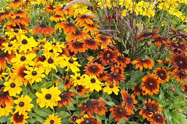 476111 - Black-eyed Susan (Rudbeckia hirta)