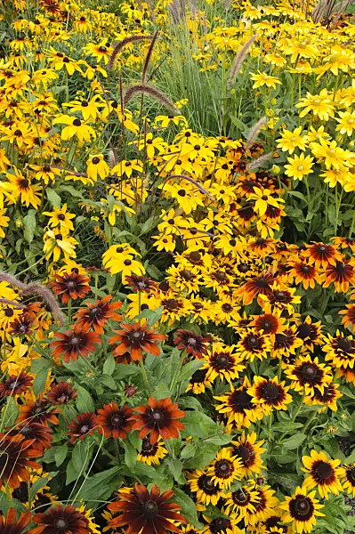476112 - Black-eyed Susan (Rudbeckia hirta)