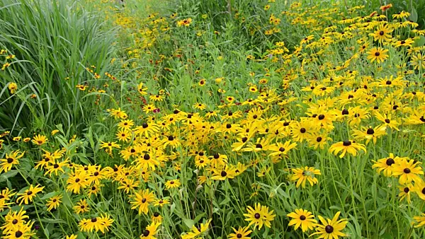 498263 - Black-eyed Susan (Rudbeckia hirta)
