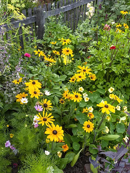 462125 - Black-eyed Susan (Rudbeckia hirta) and garden nasturtium (Tropaeolum majus)