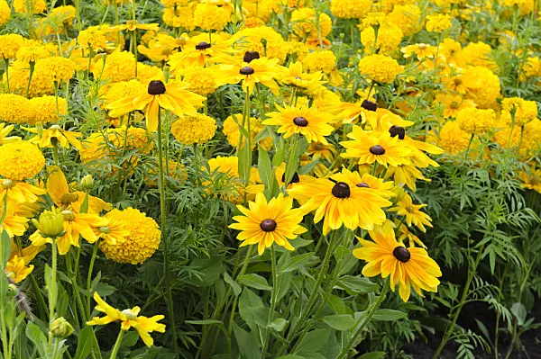 475165 - Black-eyed Susan (Rudbeckia hirta) and marigolds (Tagetes)