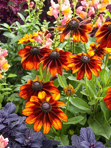 440234 - Black-eyed Susan (Rudbeckia hirta 'Autumn Colours')