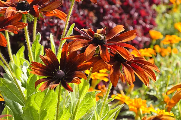 487067 - Black-eyed Susan (Rudbeckia hirta 'Cappuccino')