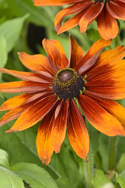 523040 - Black-eyed Susan (Rudbeckia hirta 'Cappuccino')