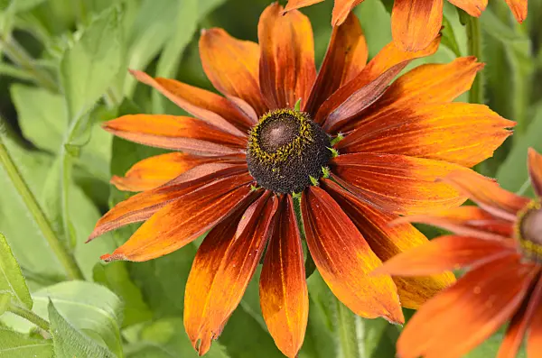 523041 - Black-eyed Susan (Rudbeckia hirta 'Cappuccino')