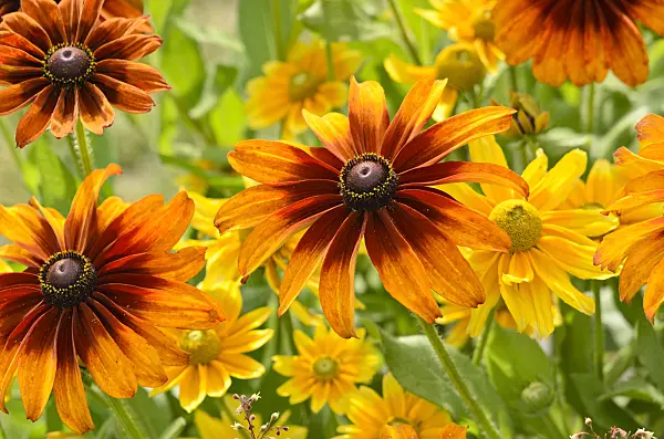 523042 - Black-eyed Susan (Rudbeckia hirta 'Cappuccino')