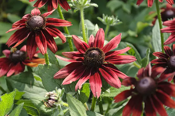476020 - Black-eyed Susan (Rudbeckia hirta 'Cherry Brandy')