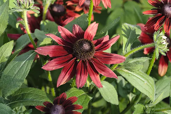 476021 - Black-eyed Susan (Rudbeckia hirta 'Cherry Brandy')