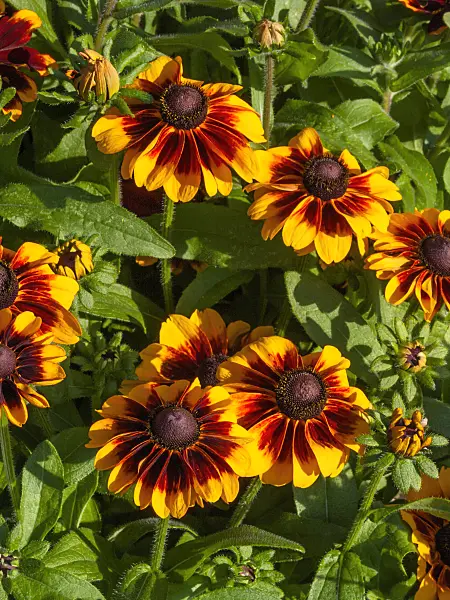 404046 - Black-eyed Susan (Rudbeckia hirta 'Cordoba')