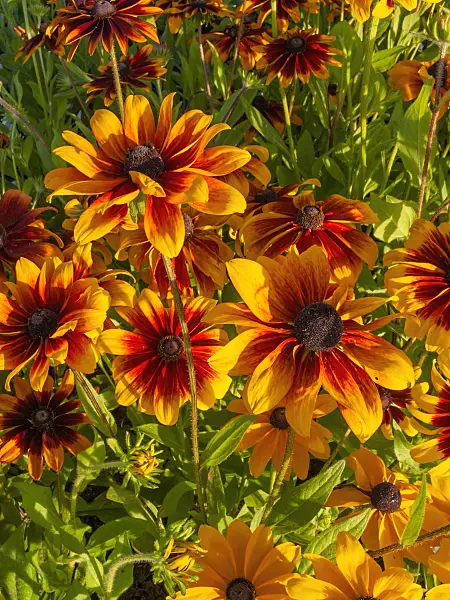 404062 - Black-eyed Susan (Rudbeckia hirta 'Cordoba')
