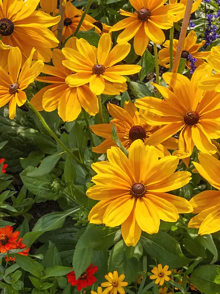 404001 - Black-eyed Susan (Rudbeckia hirta 'Herbstwald')